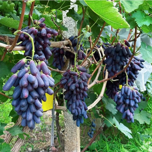 Imported Sweet Sapphire Grape Seeds 🍇 BUY 1 GET 2 FREE